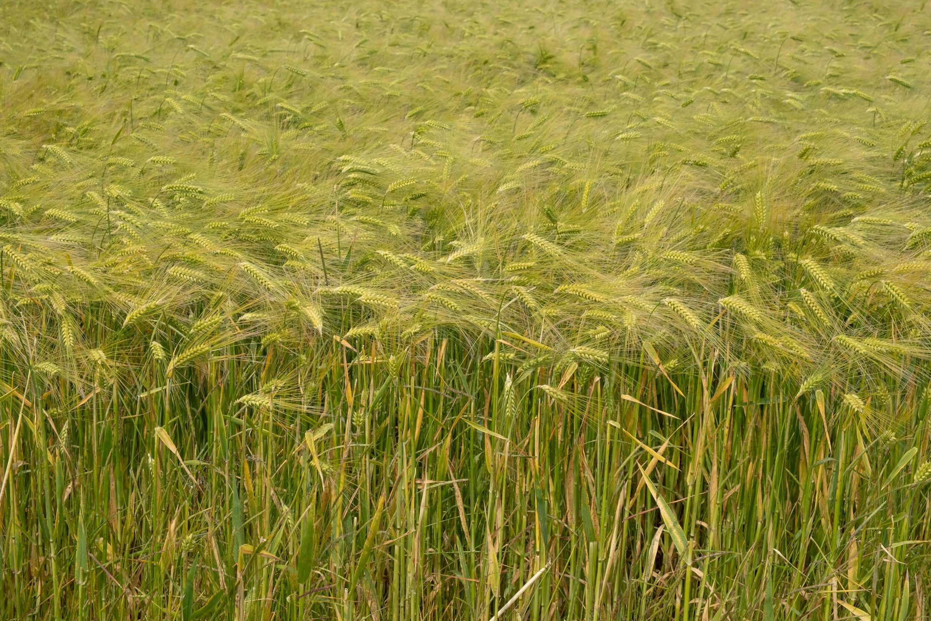 Field of golden wheat swaying in the breeze